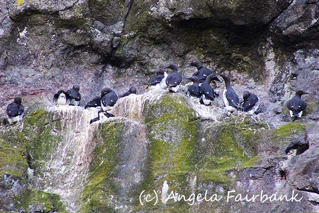 Faroes, copyright Angela Fairbank