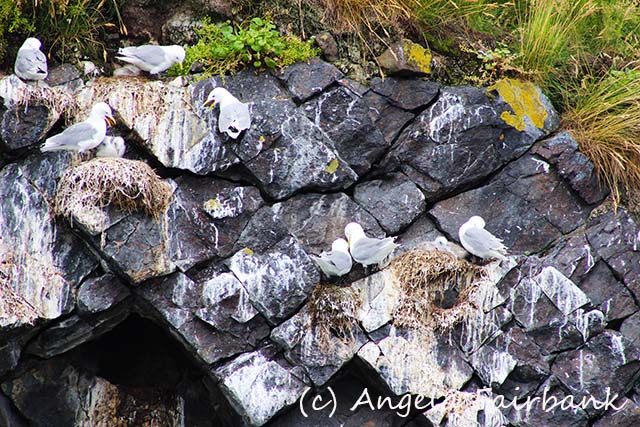 Grundarfjordur, copyright Angela Fairbank