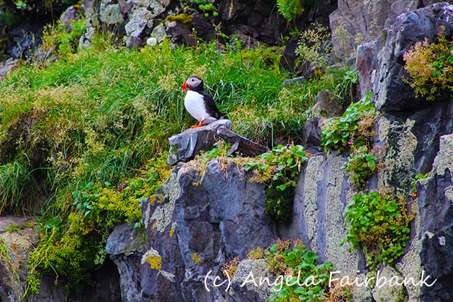 Grundarfjordur, copyright Angela Fairbank