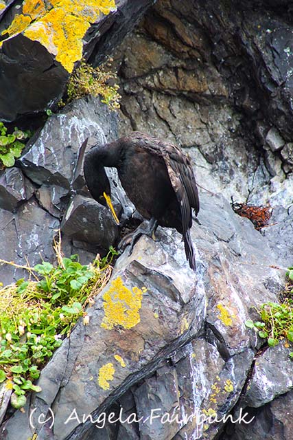Grundarfjordur, copyright Angela Fairbank