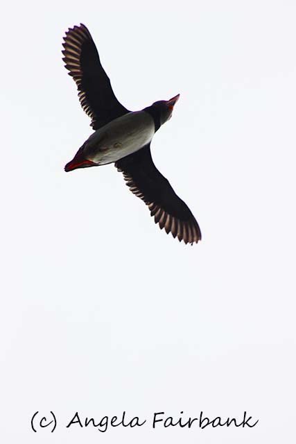 Seydisfjordur, copyright Angela Fairbank