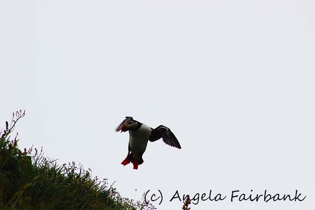 Seydisfjordur, copyright Angela Fairbank