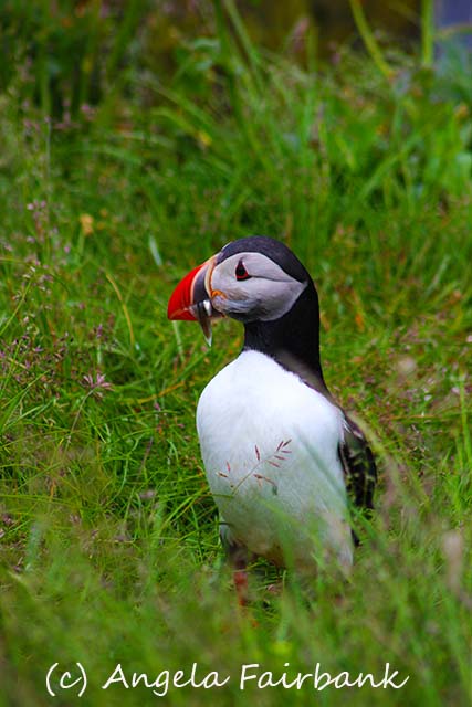 Seydisfjordur, copyright Angela Fairbank