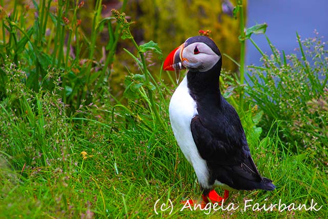 Seydisfjordur, copyright Angela Fairbank
