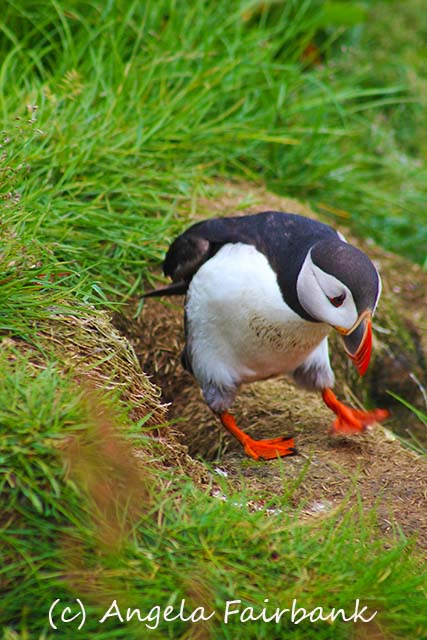 Seydisfjordur, copyright Angela Fairbank