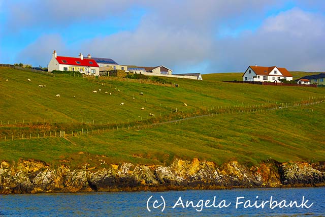 Shetlands, copyright Angela Fairbank