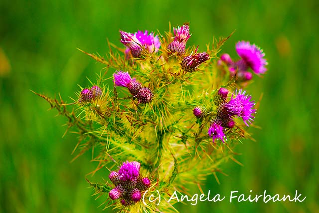 Shetlands, copyright Angela Fairbank