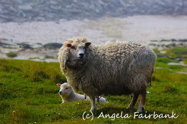 Shetlands, copyright Angela Fairbank