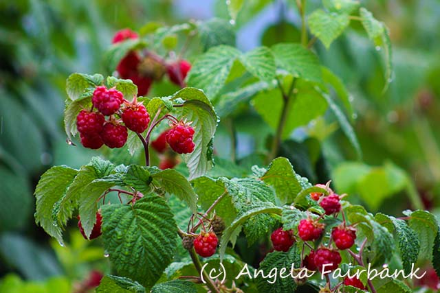 Skjolden, copyright Angela Fairbank