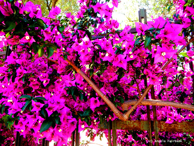 bougainvilla