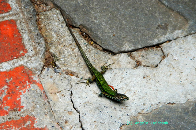 small green lizard