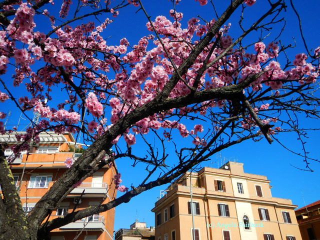 prunus blossoms