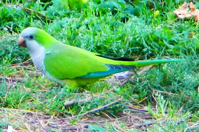 wild parakeet