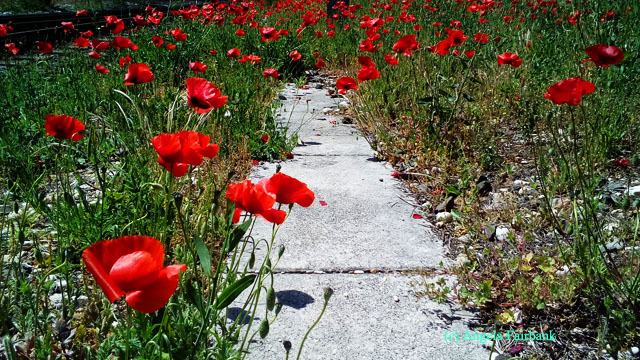 poppies at tuscolana train station-2