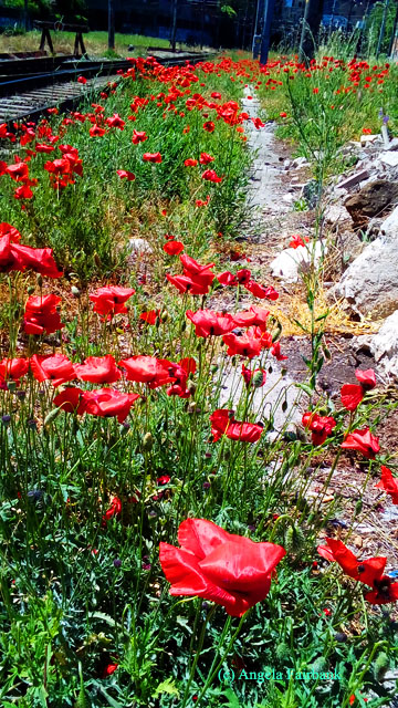 poppies at tuscolana train station-1