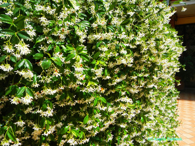 fragrant wall at apartment complex