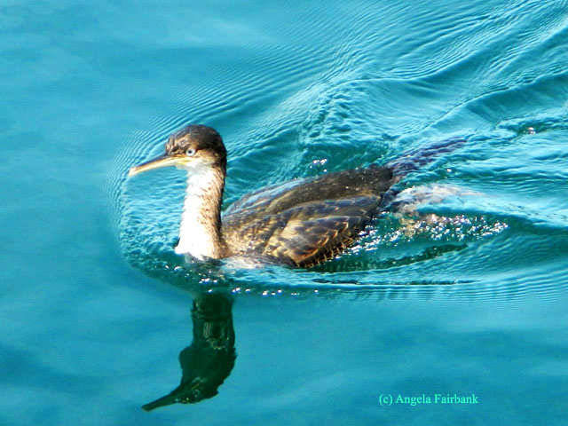 cormorant in water