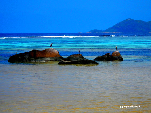 three herons near Pointe Source d'Argent, La Digue, Seychelles