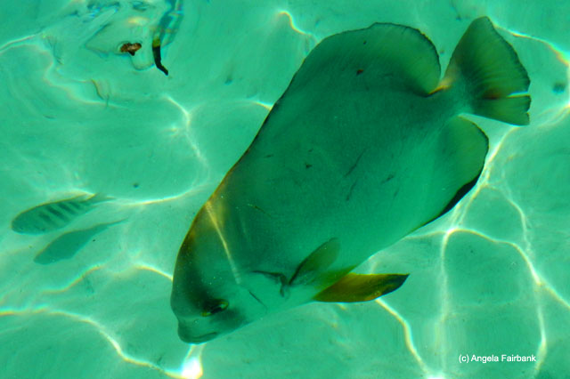 Orbicular batfish at Anse Source d'Argent, La Digue, Seychelles