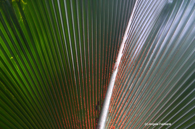 Detail of leaf, Vallee de Mai, Praslin, Seychelles
