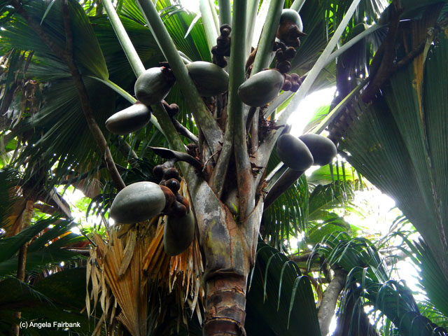 Coco de mer palms in Vallee de Mai, Praslin, Seychelles