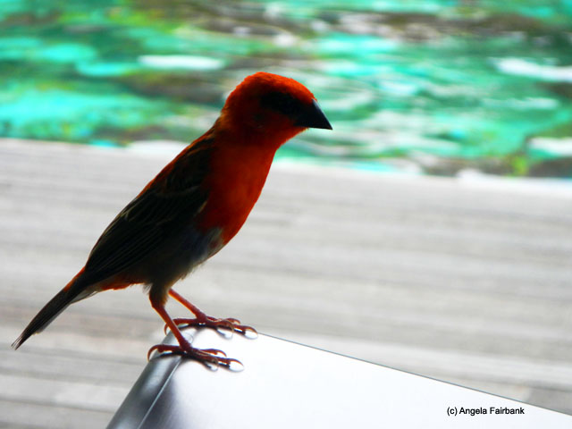 red fody by pool, Savoy Resort, Beau Vallon, Seychelles