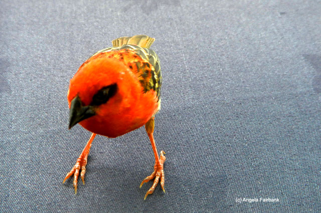 red fody on table, Savoy Resort, Beau Vallon, Seychelles