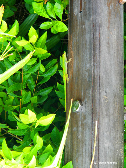 green gecko by the pool, Savoy Resort, Beau Vallon, Seychelles
