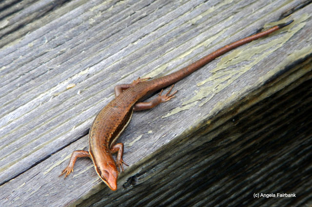 brown gecko by pool, Savoy Resort, Beau Vallon, Seychelles
