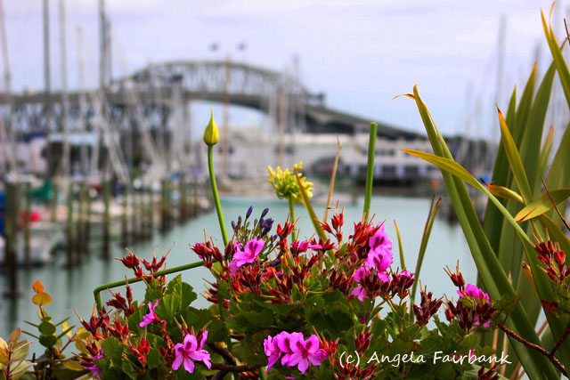 Auckland, New Zealand, copyright Angela Fairbank