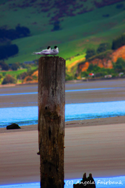 Port Chalmers, New Zealand, copyright Angela Fairbank