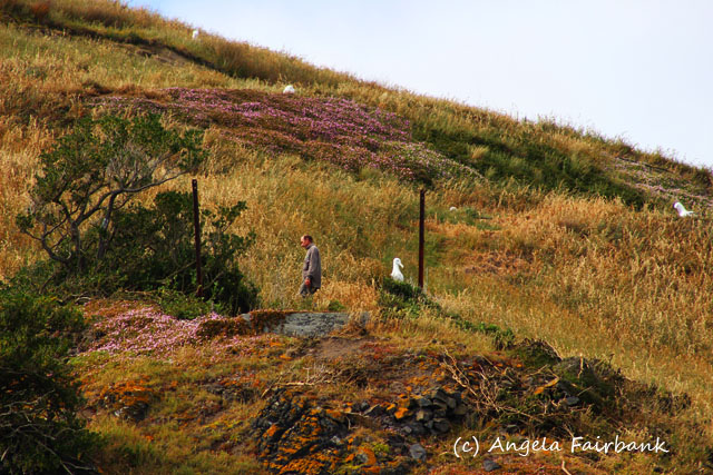 Port Chalmers, New Zealand, copyright Angela Fairbank