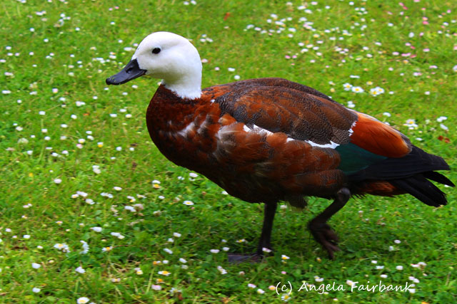 Christchurch, New Zealand, copyright Angela Fairbank