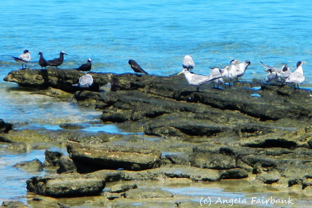 Port Denarau, Fiji, copyright Angela Fairbank