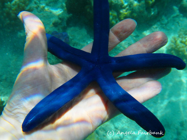 Port Denarau, Fiji, copyright Angela Fairbank