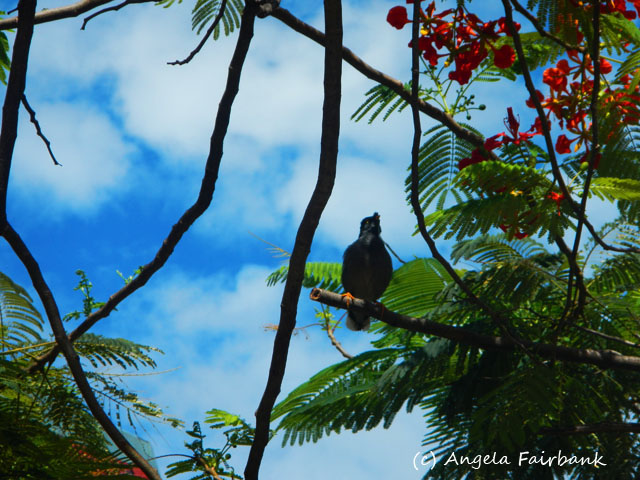 Port Denarau, Fiji, copyright Angela Fairbank