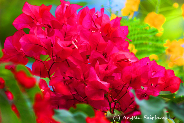 Dravuni Island, Fiji, copyright Angela Fairbank