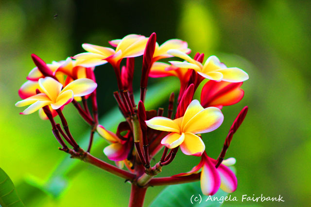 Dravuni Island, Fiji, copyright Angela Fairbank