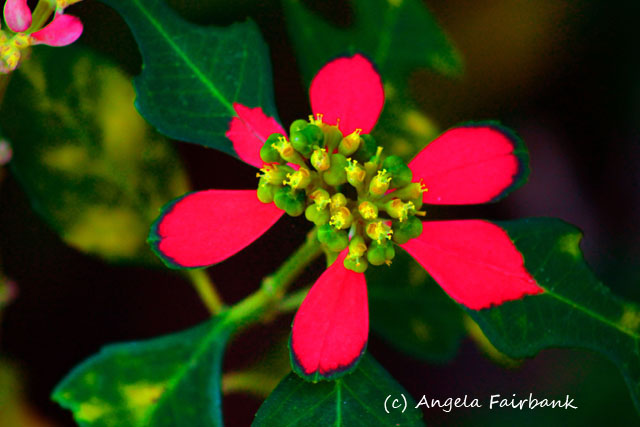 Lifou, New Caledonia, copyright Angela Fairbank