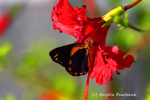 Lifou, New Caledonia, copyright Angela Fairbank