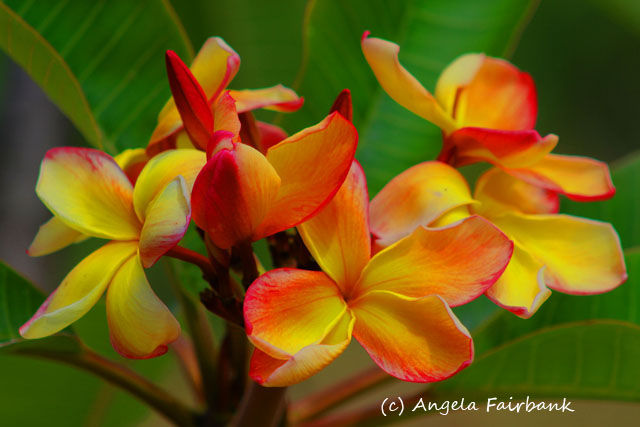 Lifou, New Caledonia, copyright Angela Fairbank