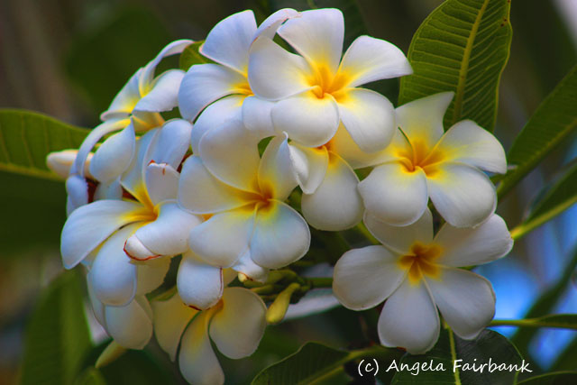 Lifou, New Caledonia, copyright Angela Fairbank