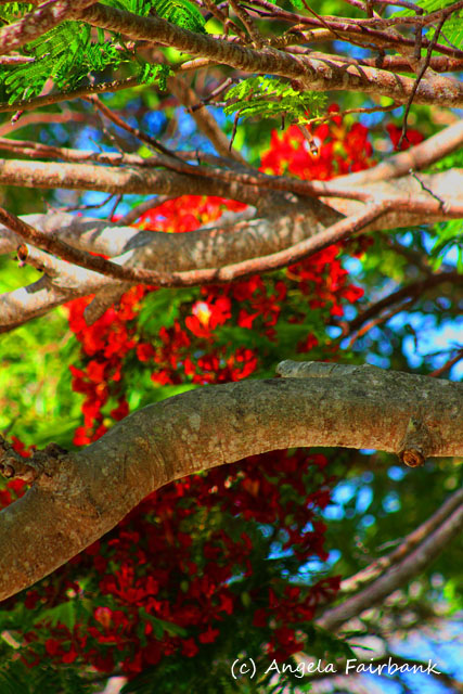 Lifou, New Caledonia, copyright Angela Fairbank