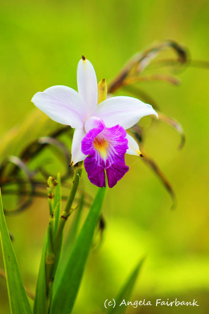 Savusavu, Fiji, copyright Angela Fairbank