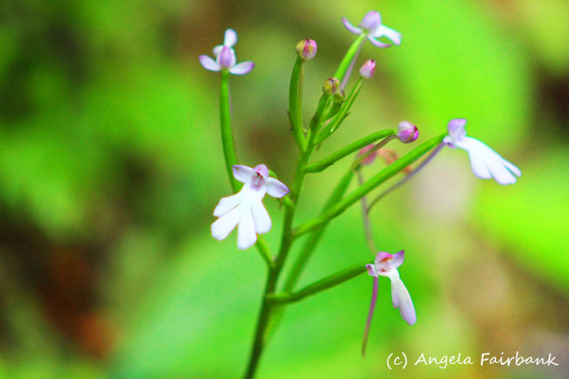 Savusavu, Fiji, copyright Angela Fairbank