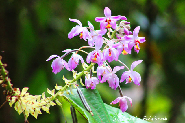 Savusavu, Fiji, copyright Angela Fairbank
