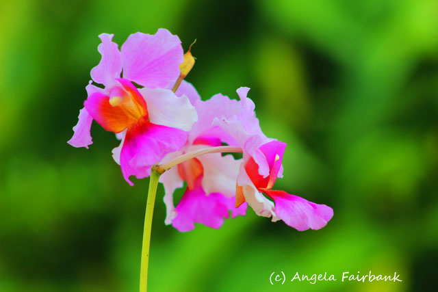 Suva, Fiji, copyright Angela Fairbank