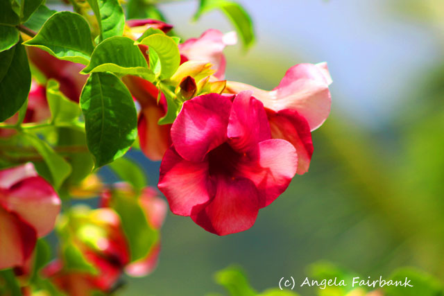Suva, Fiji, copyright Angela Fairbank