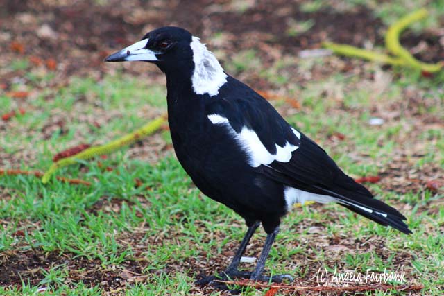 Sydney, Australia, copyright Angela Fairbank