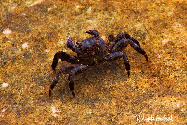 Sydney, Australia, copyright Angela Fairbank